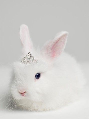 BunnyPrime