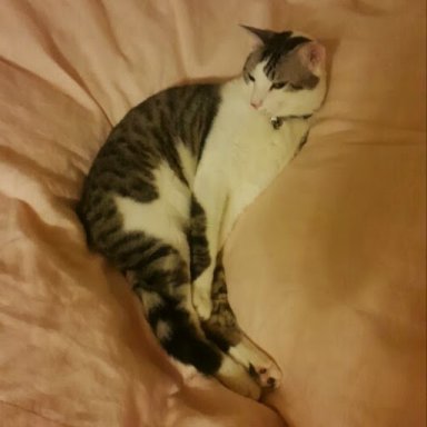 catsucker