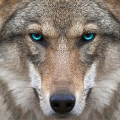 MangeeWolf