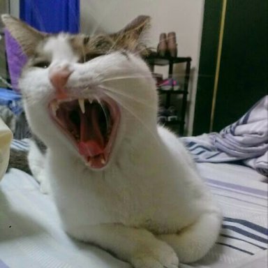 EricCai