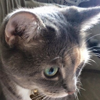 MeekayCat