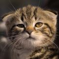 Matvey