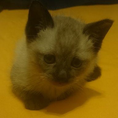 pointedcat