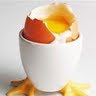 yolk