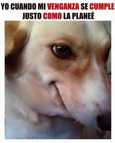 Guido7310