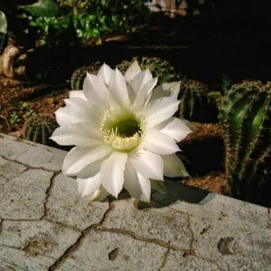 yukasa2000