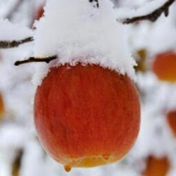Snwapple