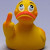 uglyducky