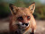 Nightfoxalpha