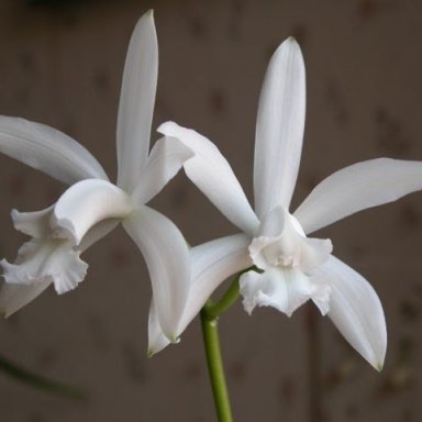 OrchidJameson