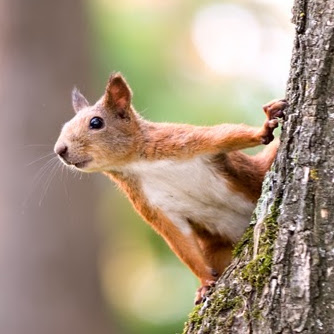 someSquirrels