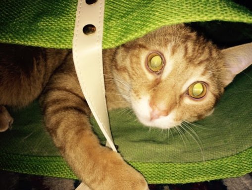 kkoolkat