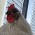 RoosterDerp