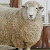 sheepricecolor