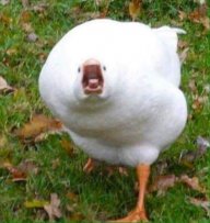 Jaffo