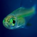 pesceverde