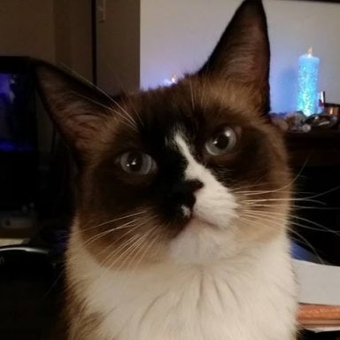 mysticalcats