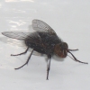 bluebottlefly