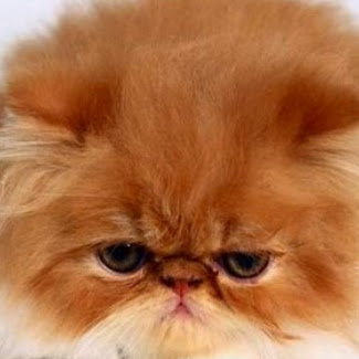 catsmeow928