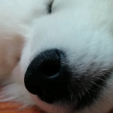 zhop