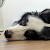 Shao