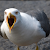 MrSeagull