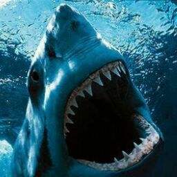 thewebshark