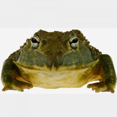 Bullfrog78