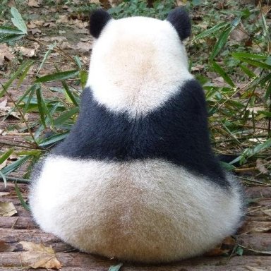 PandaRennt