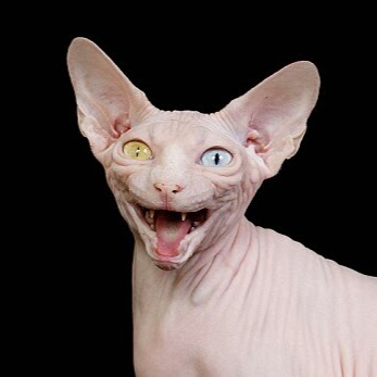 BaldAssCat
