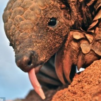 Pangolin
