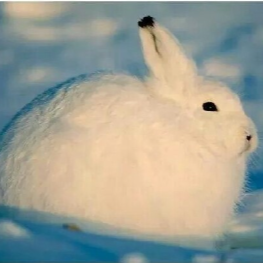 PolarRabbitX