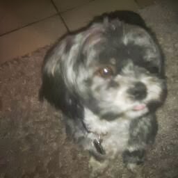 Zivilyn