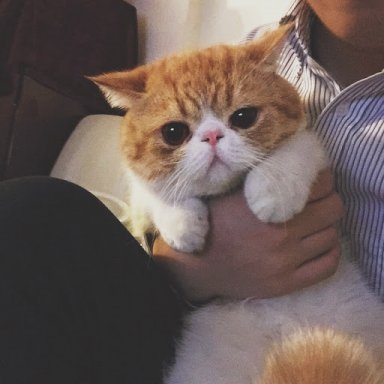 Aerocat