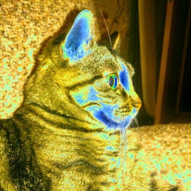 murcat