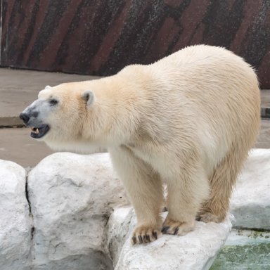 Shirokuma