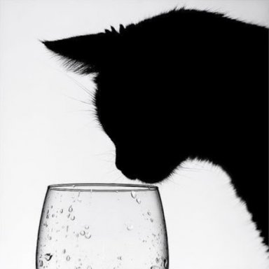 rootych