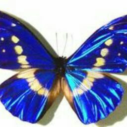 ButterflySPO