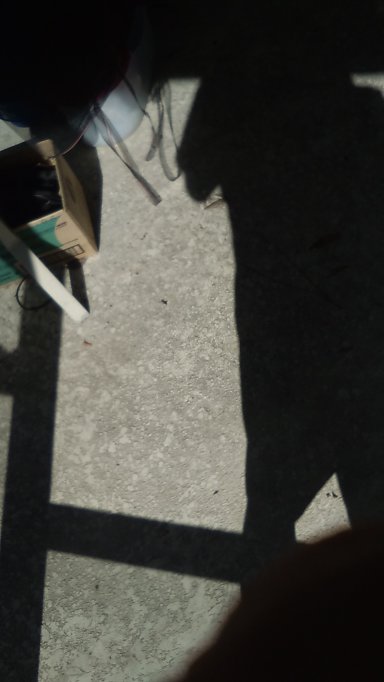 Amish