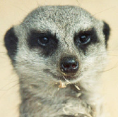 chohkan