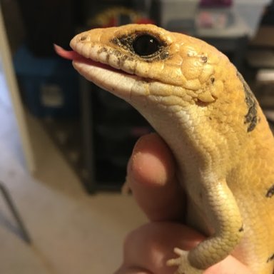 Scincopus