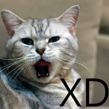 Frankfuooxx