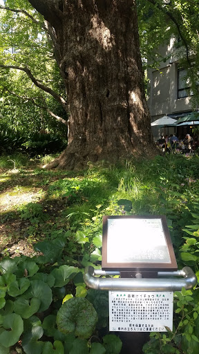 首賭けイチョウ Ingress Portal 首賭けイチョウ Ingress Portal